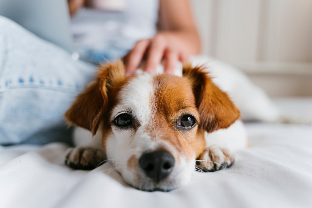 Five Ways Having A Pet Could Keep You Healthy