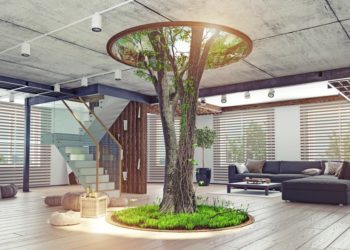 Here’s how you can grow a tree inside the house￼
